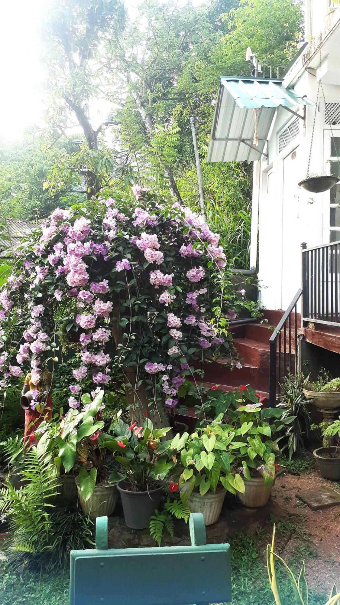 Kandy Mountain Cottage Exteriér fotografie